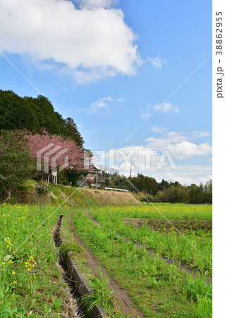 房総・小湊鉄道と菜の花畑 房総・小湊鉄道と菜の花畑 38862955