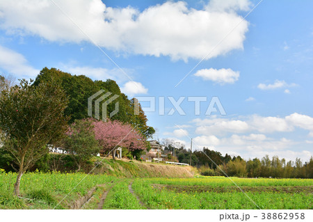 房総・小湊鉄道と菜の花畑 房総・小湊鉄道と菜の花畑 38862958