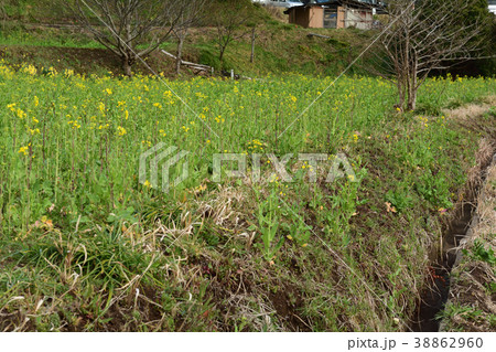 房総・小湊鉄道と菜の花畑 38862960