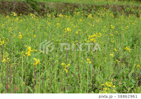 房総・小湊鉄道と菜の花畑 房総・小湊鉄道と菜の花畑 38862961