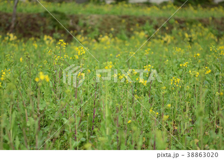 房総・小湊鉄道と菜の花畑 房総・小湊鉄道と菜の花畑 38863020