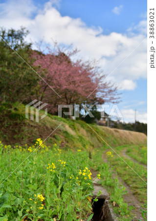 房総・小湊鉄道と菜の花畑 38863021