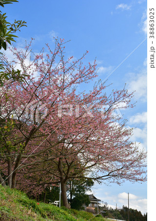 房総・小湊鉄道と菜の花畑と桜 38863025