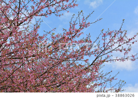 房総・小湊鉄道と菜の花畑と桜 房総・小湊鉄道と菜の花畑と桜 38863026