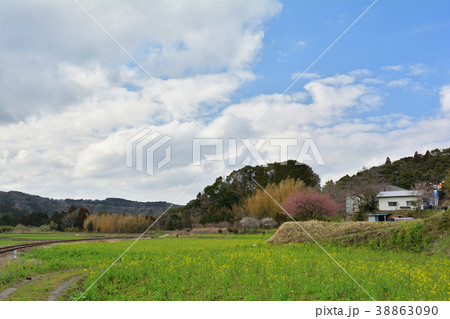 房総・小湊鉄道と菜の花畑 房総・小湊鉄道と菜の花畑 38863090