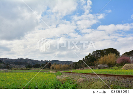 房総・小湊鉄道と菜の花畑 38863092
