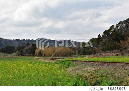 房総・小湊鉄道と菜の花畑 房総・小湊鉄道と菜の花畑 38863093