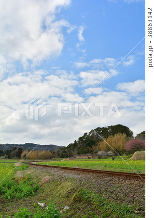 房総・小湊鉄道と菜の花畑 房総・小湊鉄道と菜の花畑 38863142