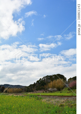 房総・小湊鉄道と菜の花畑 房総・小湊鉄道と菜の花畑 38863143