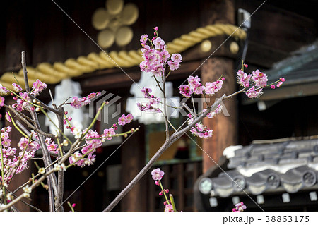 愛知県 名古屋市 山田天満宮 梅 愛知県 名古屋市 山田天満宮 梅 38863175
