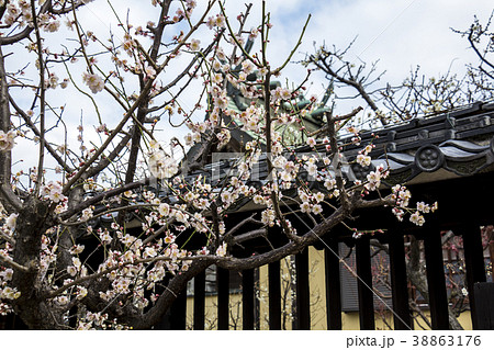 愛知県 名古屋市 山田天満宮 梅 愛知県 名古屋市 山田天満宮 梅 38863176