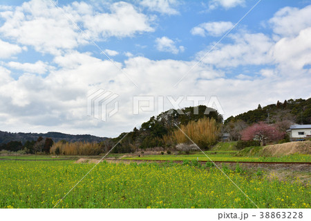 房総・小湊鉄道と菜の花畑 38863228