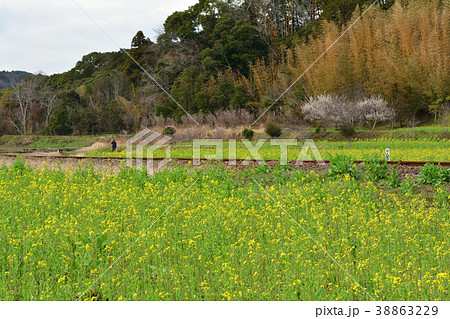 房総・小湊鉄道と菜の花畑 房総・小湊鉄道と菜の花畑 38863229