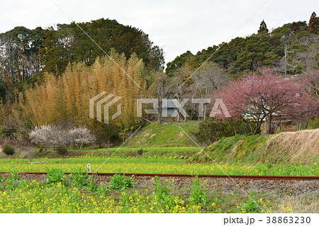 房総・小湊鉄道と菜の花畑 房総・小湊鉄道と菜の花畑 38863230
