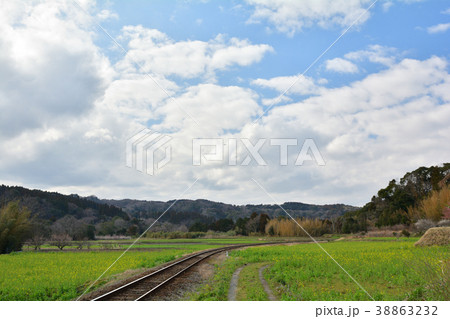 房総・小湊鉄道と菜の花畑 38863232