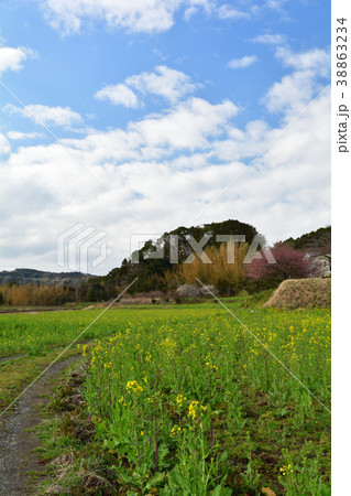 房総・小湊鉄道と菜の花畑 房総・小湊鉄道と菜の花畑 38863234