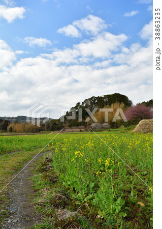 房総・小湊鉄道と菜の花畑 房総・小湊鉄道と菜の花畑 38863235