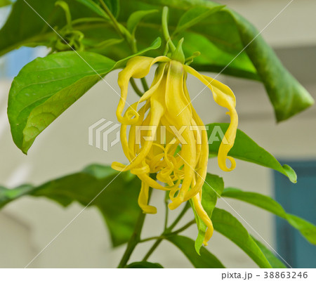 Ylang-Ylang Flower or Cananga odorata, Thailand Ylang-Ylang Flower or Cananga odorata, Thailand 38863246