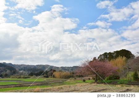 房総・小湊鉄道と菜の花畑 38863295