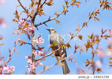 桜の花とヒヨドリ 38863296