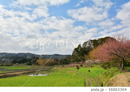 房総・小湊鉄道と菜の花畑 38863304