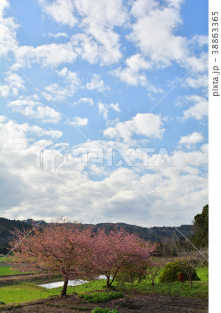 房総・小湊鉄道と菜の花畑 38863365