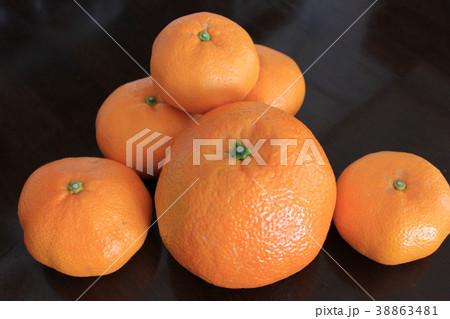 ○◯◯みかんと甘夏◯◯○ 38863481