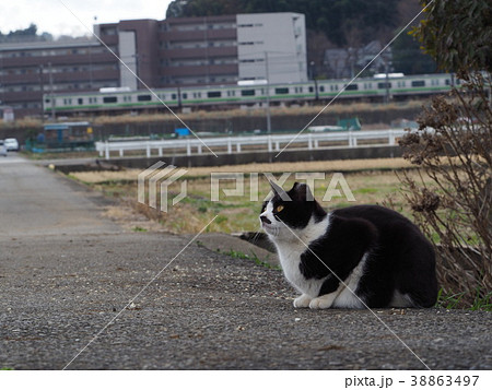 猫と電車の写真素材
