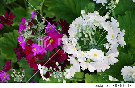 白と赤紫の桜草の花の写真素材