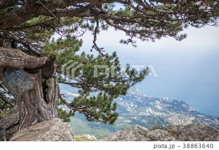 Pine on cliff with overlooking the panorama of the 38863640