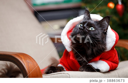 Portrait of festive cat in Santa costume sitting Portrait of festive cat in Santa costume sitting 38863673