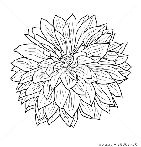 Beautiful monochrome sketch, black and white 38863750