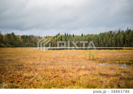 Autumn coniferous forest with lake Norovskoe 38863786