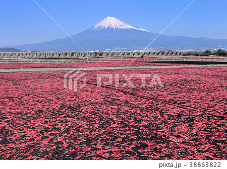 桜エビの天日干しと富士山-9055 桜エビの天日干しと富士山-9055 38863822