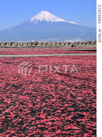 桜エビの天日干しと富士山-9056 桜エビの天日干しと富士山-9056 38863823