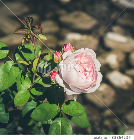 Rose bud on background of gray stones Rose bud on background of gray stones 38864237