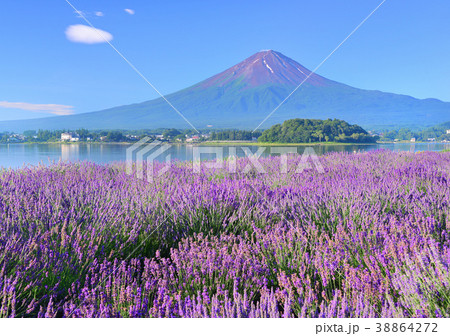 ラベンダーと富士山-777566 38864272