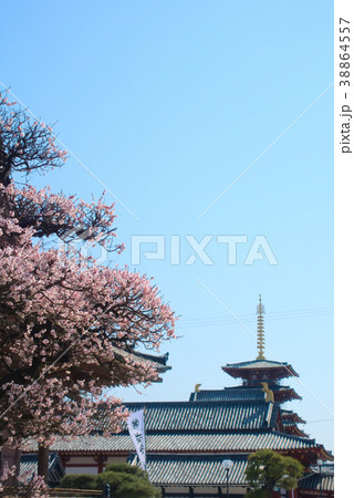 大阪 四天王寺の桜 38864557