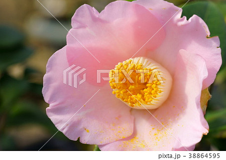 椿花図巻（花日和５） 38864595