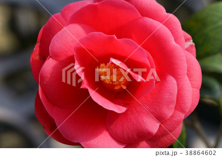 椿花図巻（八重衣）１ 38864602