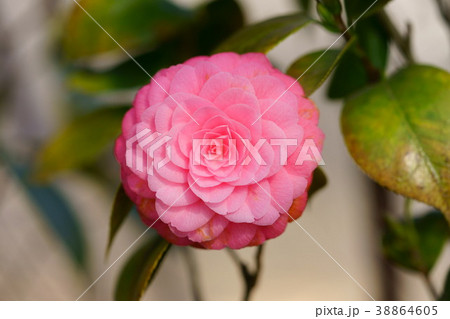 椿花図巻(千代の春)3 椿花図巻(千代の春)3 38864605