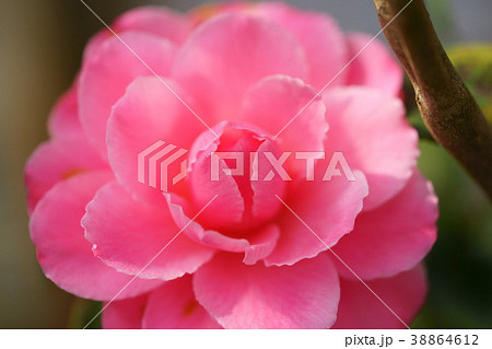 椿花図巻（初霜）２ 38864612