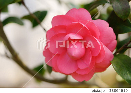 椿花図巻（加賀の夕映え３） 38864619