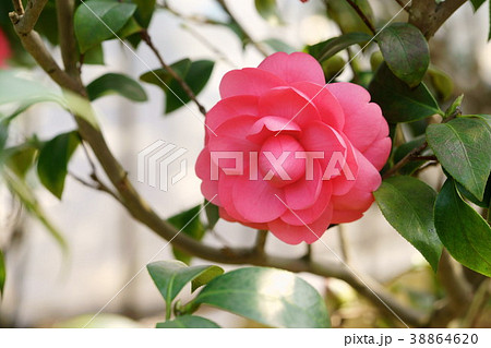 椿花図巻(加賀の夕映え4) 椿花図巻(加賀の夕映え4) 38864620