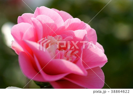 椿花図巻(菱唐糸1) 椿花図巻(菱唐糸1) 38864622