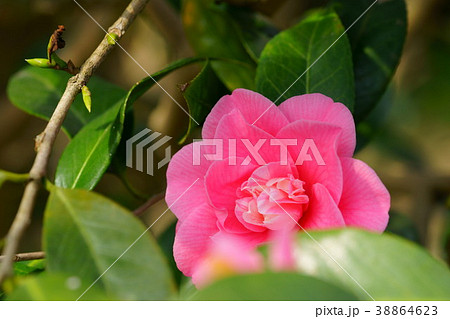 椿花図巻（菱唐糸２） 38864623