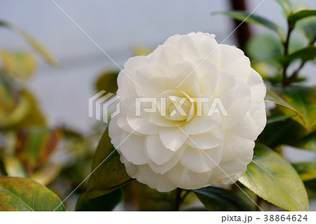 椿花図巻（白菊１） 38864624