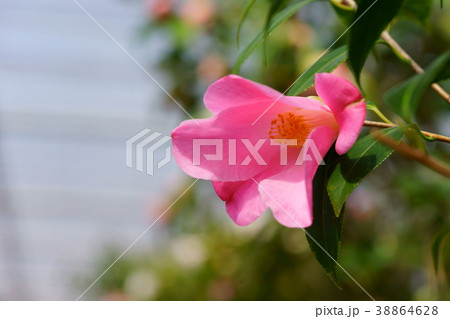 椿花図巻(チューリップタイム)2 椿花図巻(チューリップタイム)2 38864628