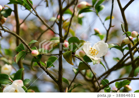 椿花図巻（ルチエンシス１） 38864631