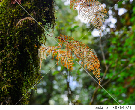 Annapurna trekking trail in Nepal 38864923